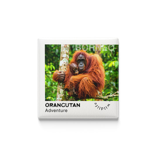 Orangutan Adventure in Borneo Magnet